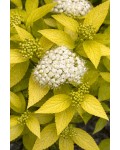 Спірея японська Вайт Голд|Spiraea japonica White Gold|Спирея японская Вайт Голд